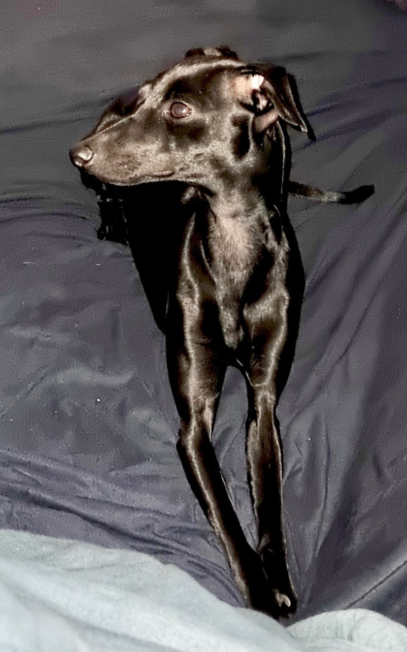 Saphyr des tendres calins