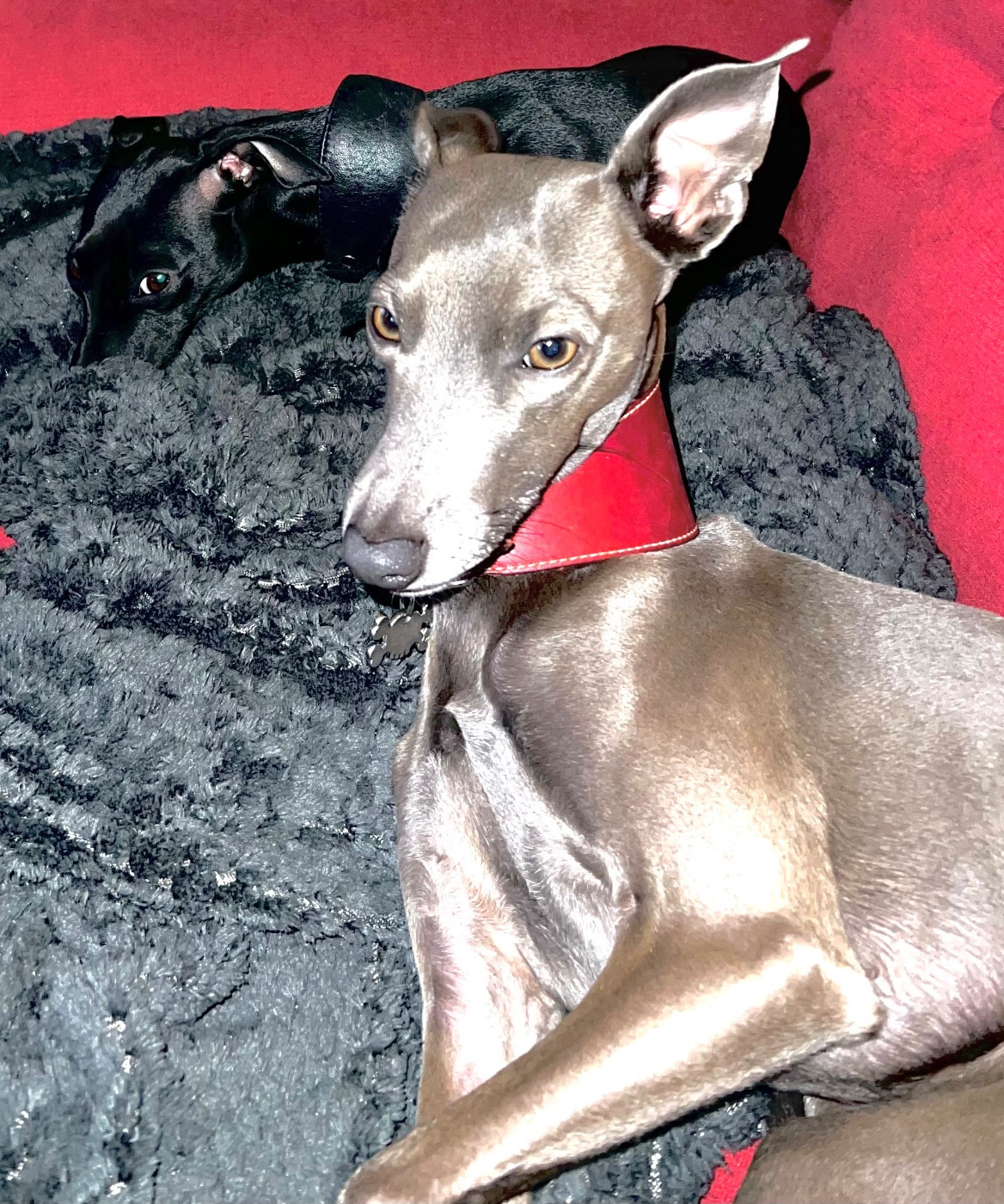 Ramsès dit Bullitt Du Royaume De Bullitt