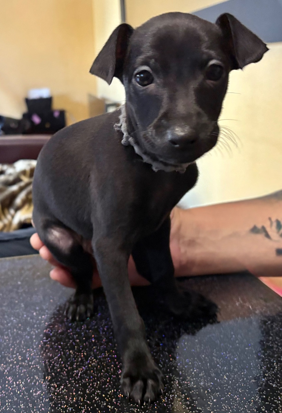 Du Royaume De Bullitt - Chiots disponibles - Petit Levrier Italien