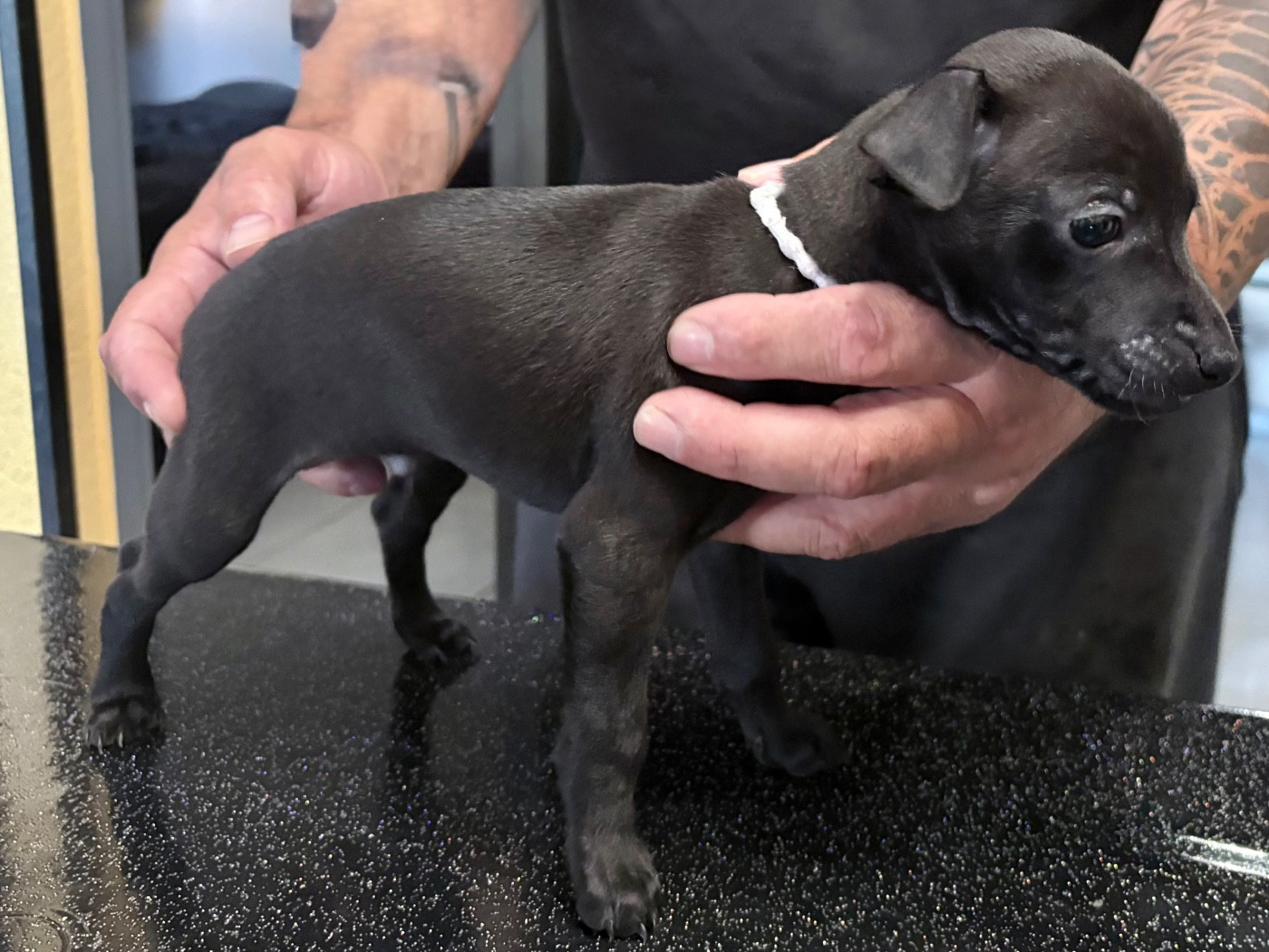 Du Royaume De Bullitt - Chiots disponibles - Petit Levrier Italien